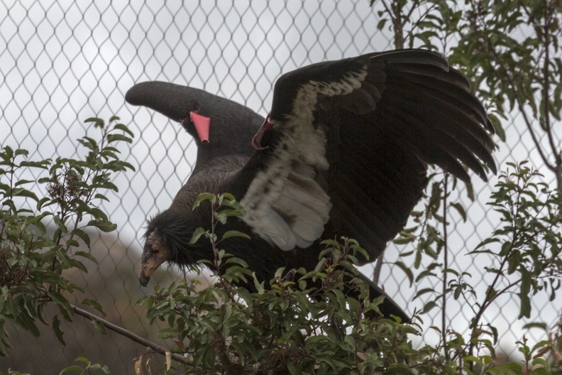 402-4833 Safari Park - California Condor.jpg